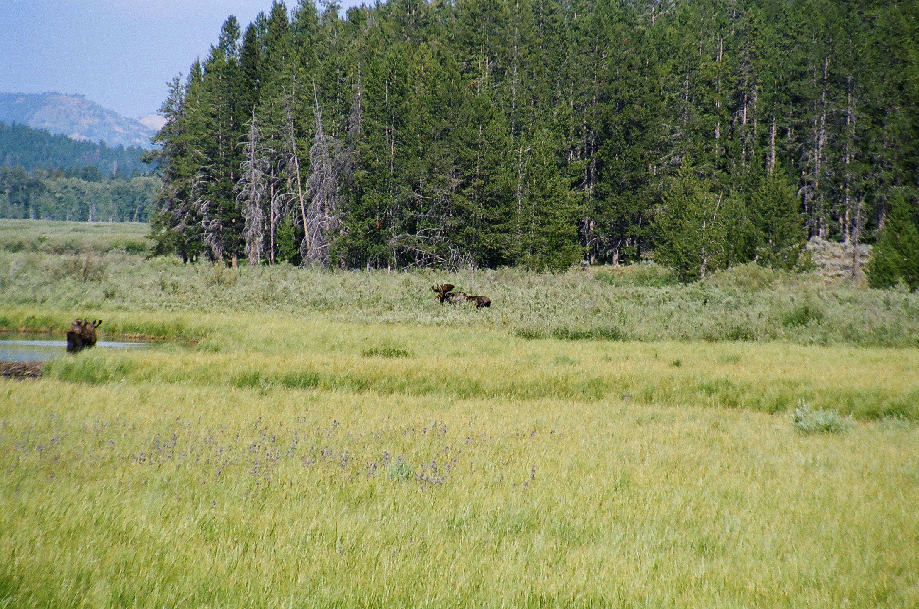 Moose in Yellowstone National Park in Montana
